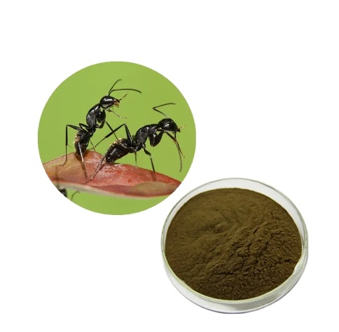 Factory Price 100% Natural Black Ants Extract Powder High Quality Black Ant Extract